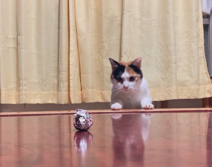 ボールを狙う猫