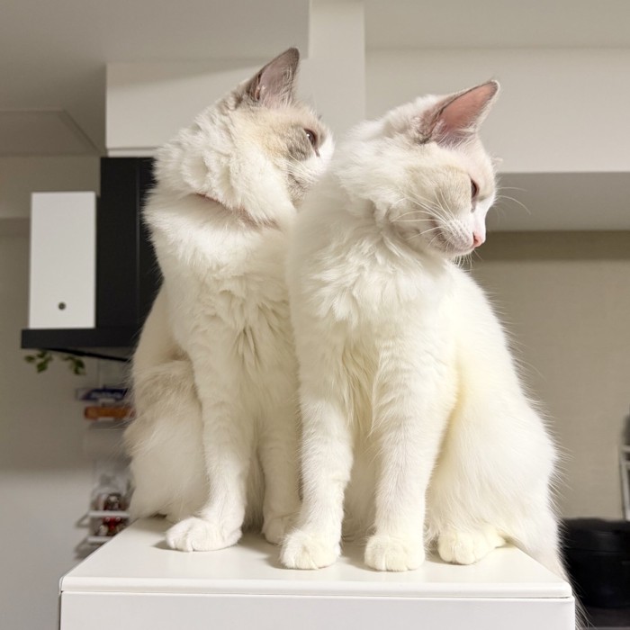 一緒に横を向く2匹