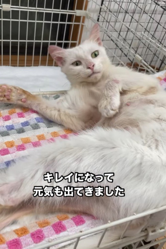 横になる猫