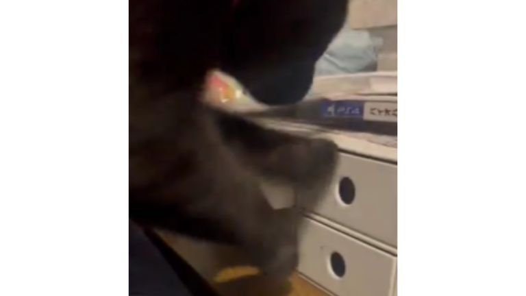 ソファの上にいる猫