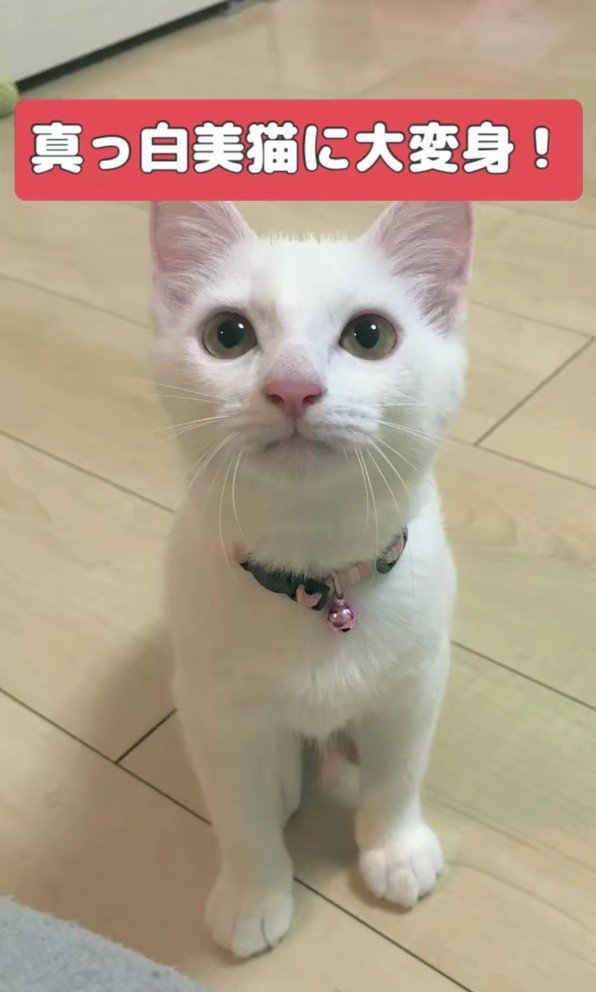 きれいになった子猫