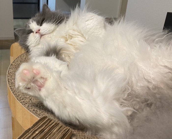 爪とぎの上で寝る猫