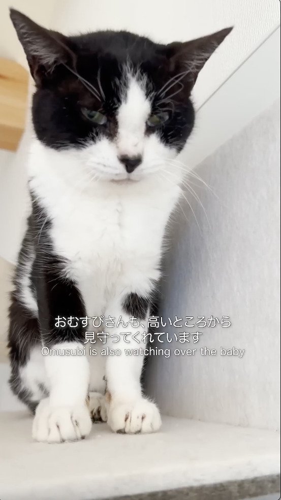 高いところから下をみる猫