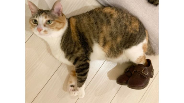 室内にいる猫