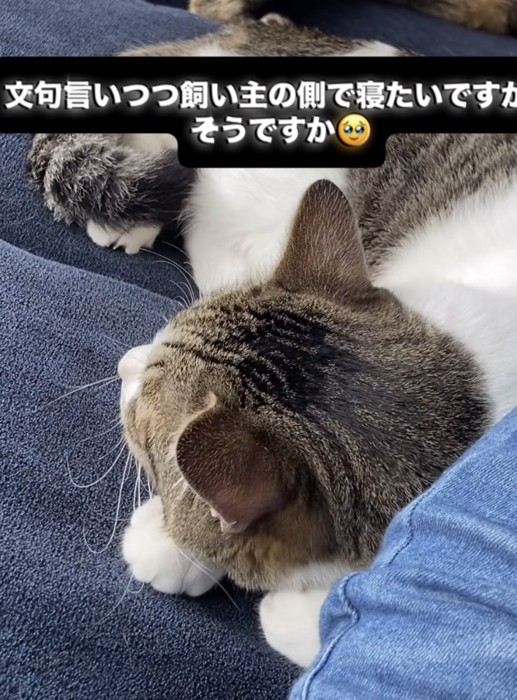 「文句言いつつ飼い主の...」のテロップ写真