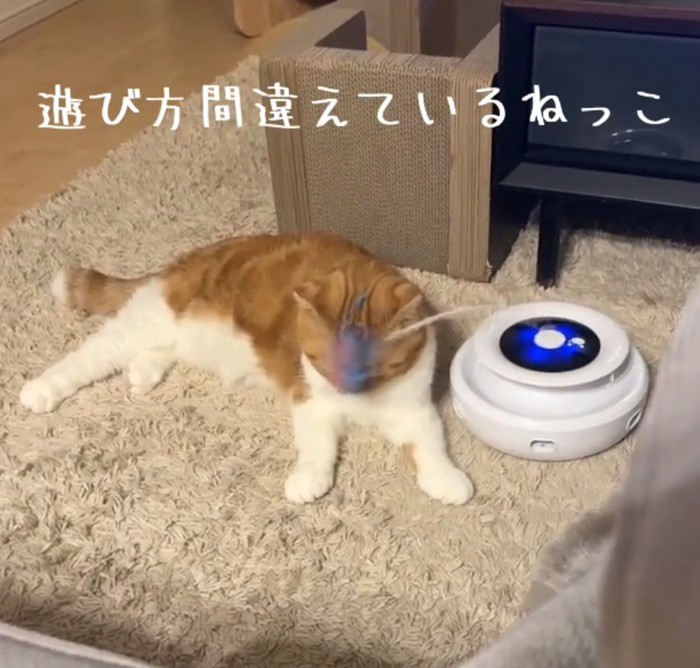 くつろぐ猫