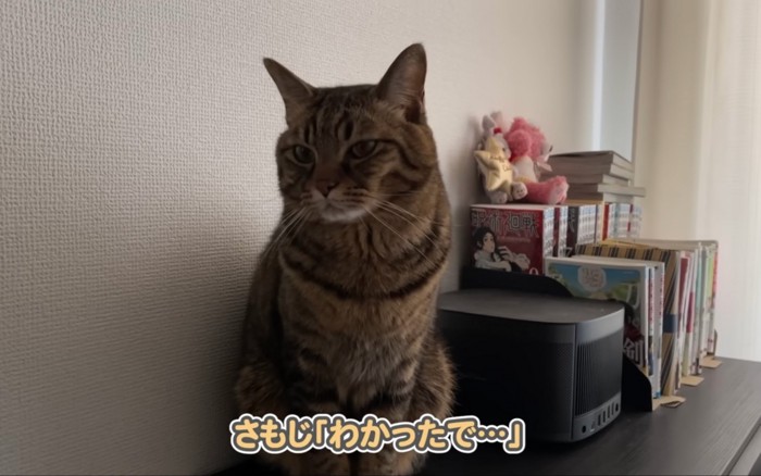 キリッとした猫