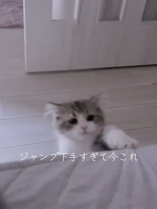 落ちる猫