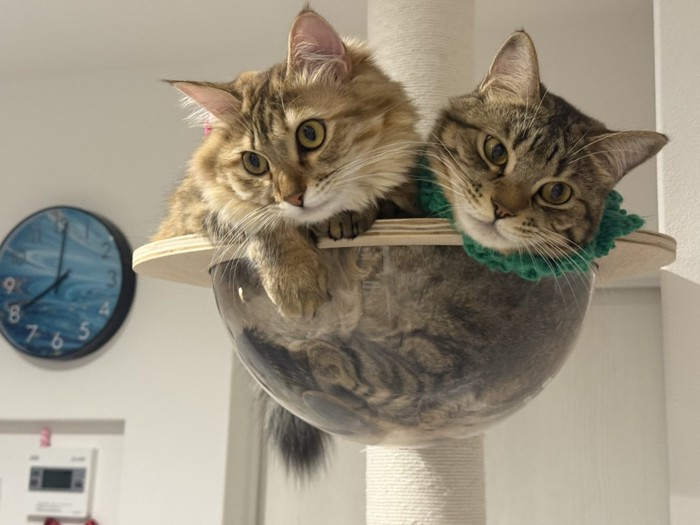 ルルちゃんとララちゃん