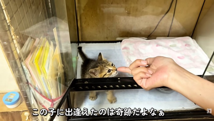 テロップ「この子に出逢えたのは～」