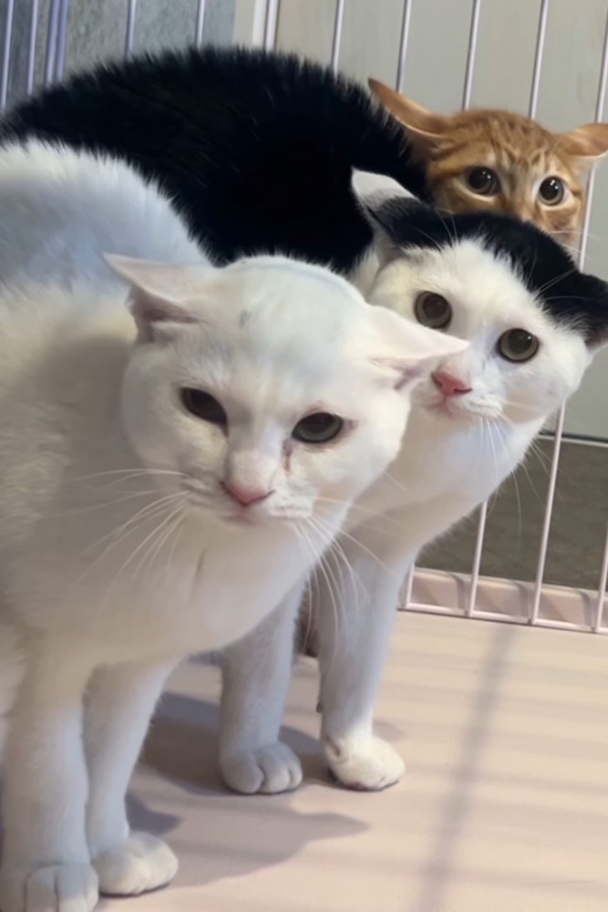 イカ耳で不安そうな顔の猫たち