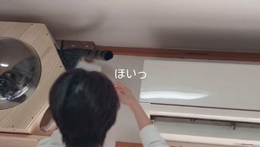 無事に生還した猫