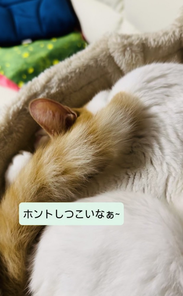 キャットタワーのベッドで寝る保護猫