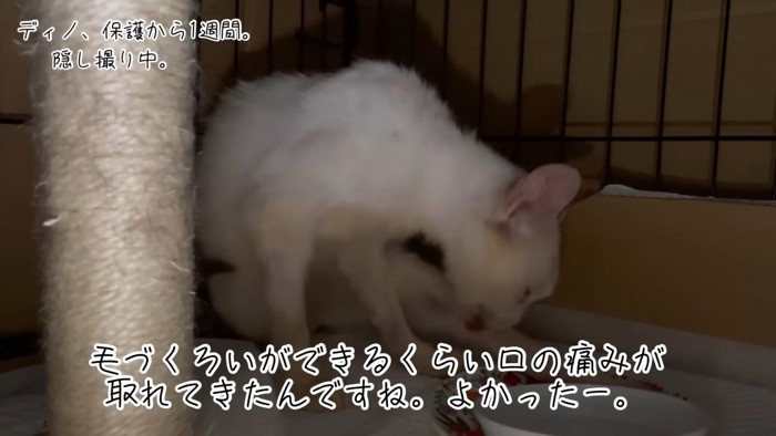 テロップ「毛づくろいが~」