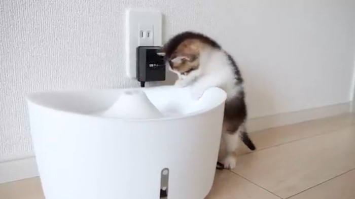 立ち上がって水を飲む子猫