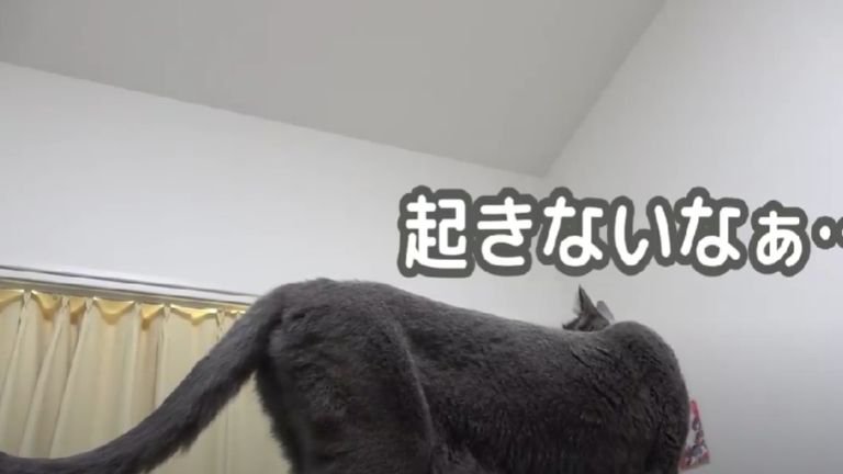 下を見下ろす猫