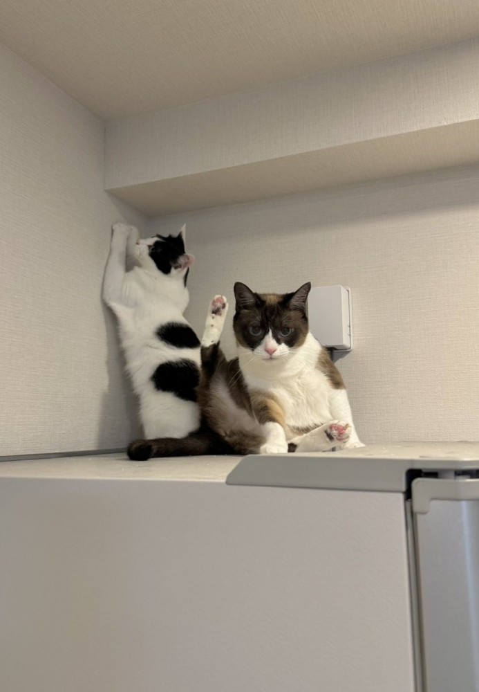 爪とぎしそうな猫と座る猫