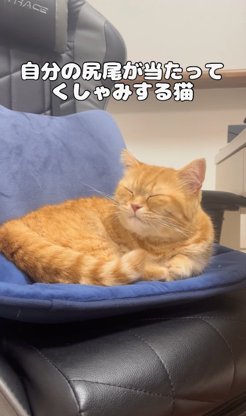 椅子の上で目を閉じて画面左側を向く猫