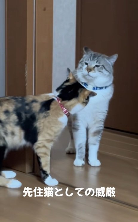 猫パンチしようとする三毛猫を無言で見るシャムトラ
