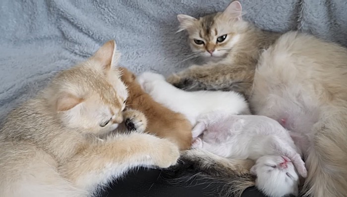 右から母猫・子猫たち・親類の猫