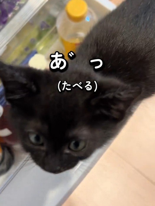 黒猫の顔