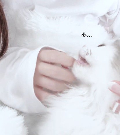 悪いことに気付いた猫