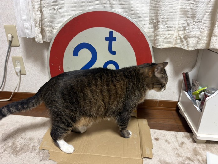 道路標識と猫2