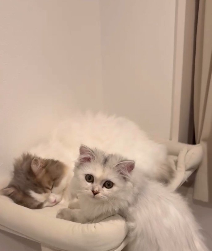 寝るハチワレとこちらを見る白猫