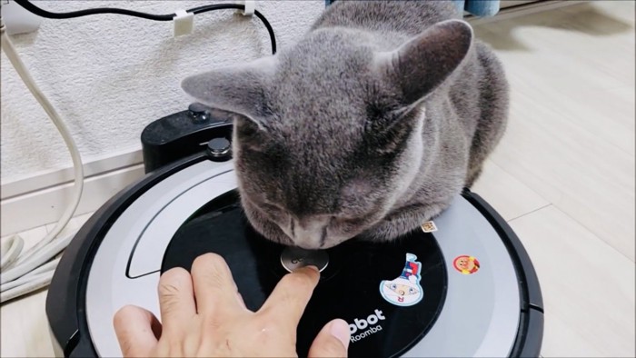 ロボット掃除機に乗るロシアンブルーとスイッチを押すパパ