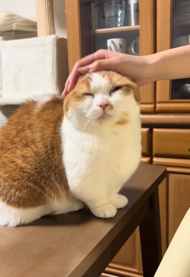 カメラ目線のおみそちゃん