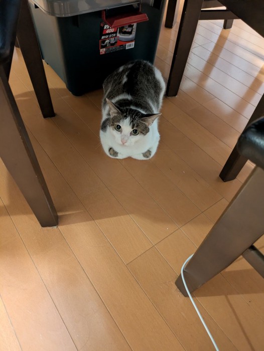 くつろぐ猫