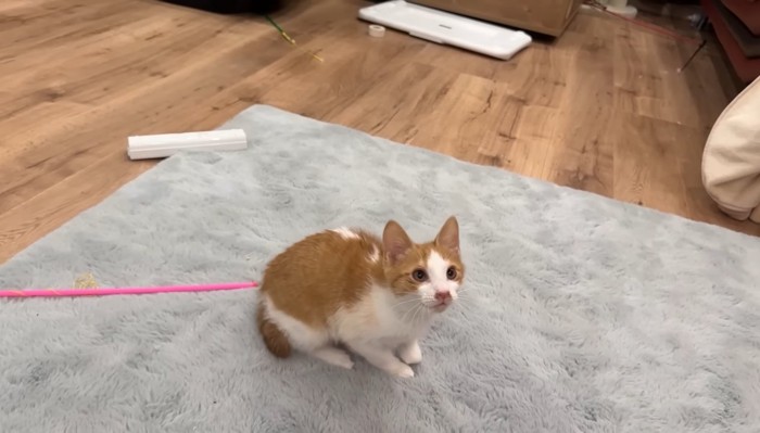 見上げるチップくん