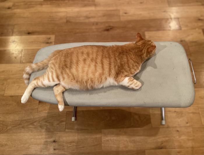 アイロン台で寝転がるマメちゃん