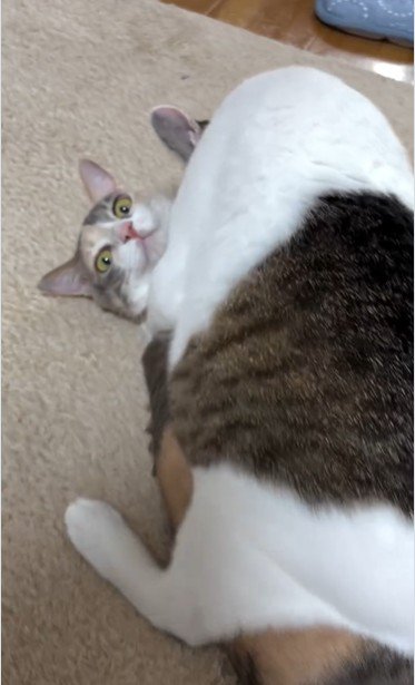 猫の上に馬乗りになっている猫