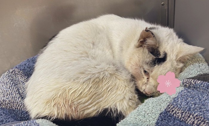 保護されたばかりのよもぎちゃん