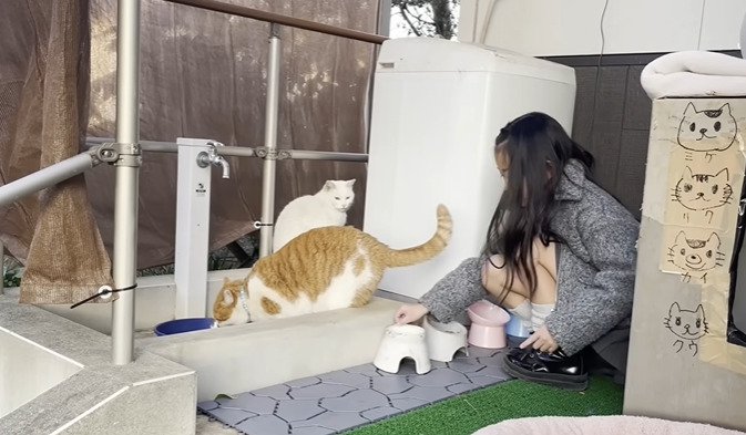 お世話をする女の子と2匹の猫