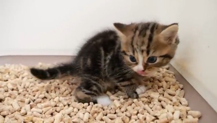 砂トイレにいる子猫2