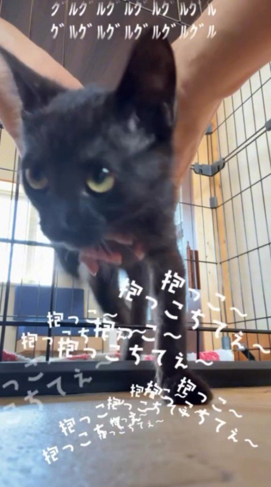 キョロキョロと周囲を見まわす黒猫の子猫