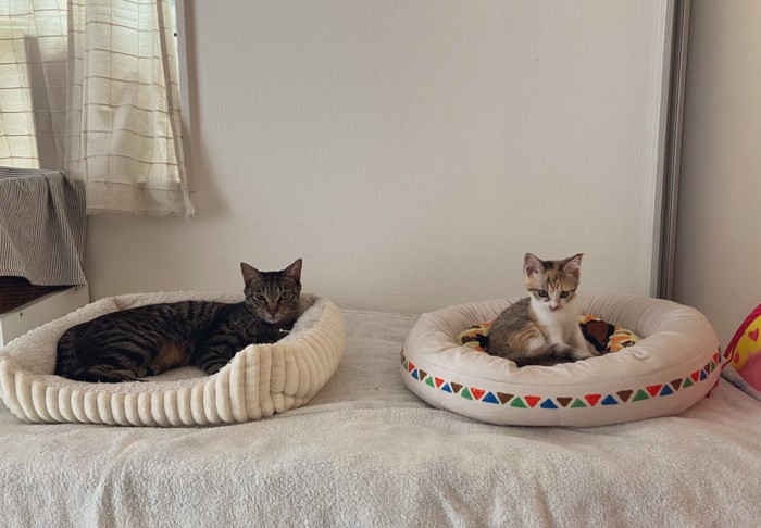 ベッドに並ぶ猫二匹