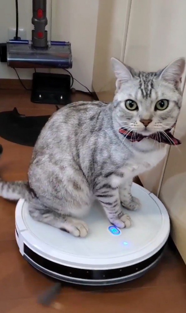 ロボット掃除機に乗る猫4
