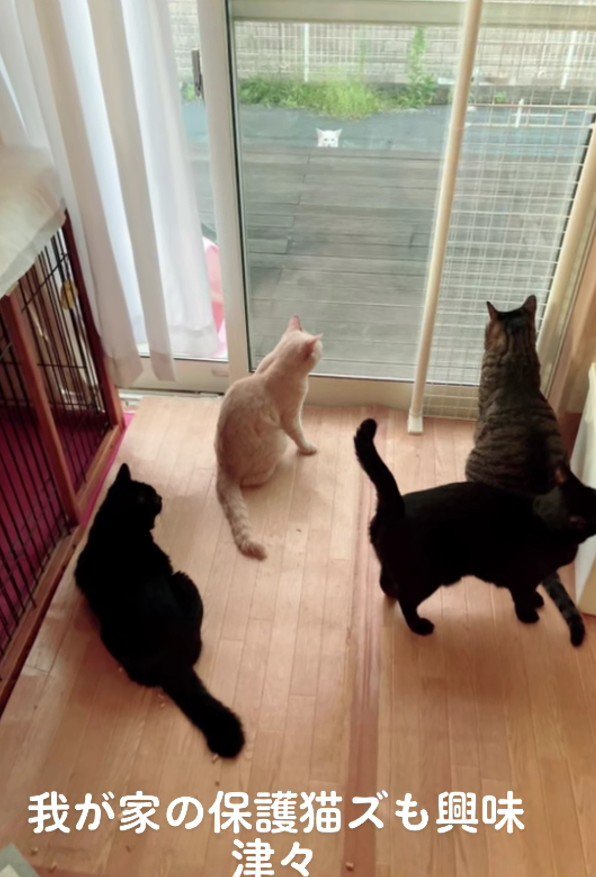 窓の外の白猫を見る猫たち