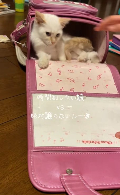 ランドセルの中にもどっていく猫