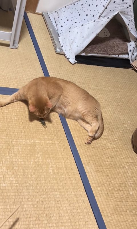 セミの頭の匂いを嗅いでいる猫