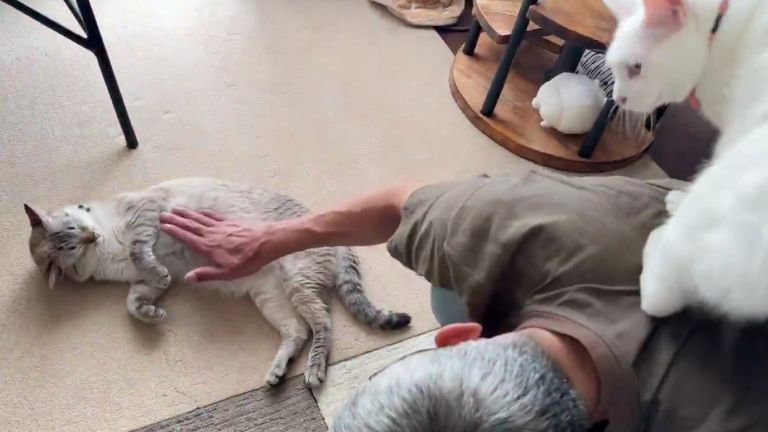 室内にいる猫たち