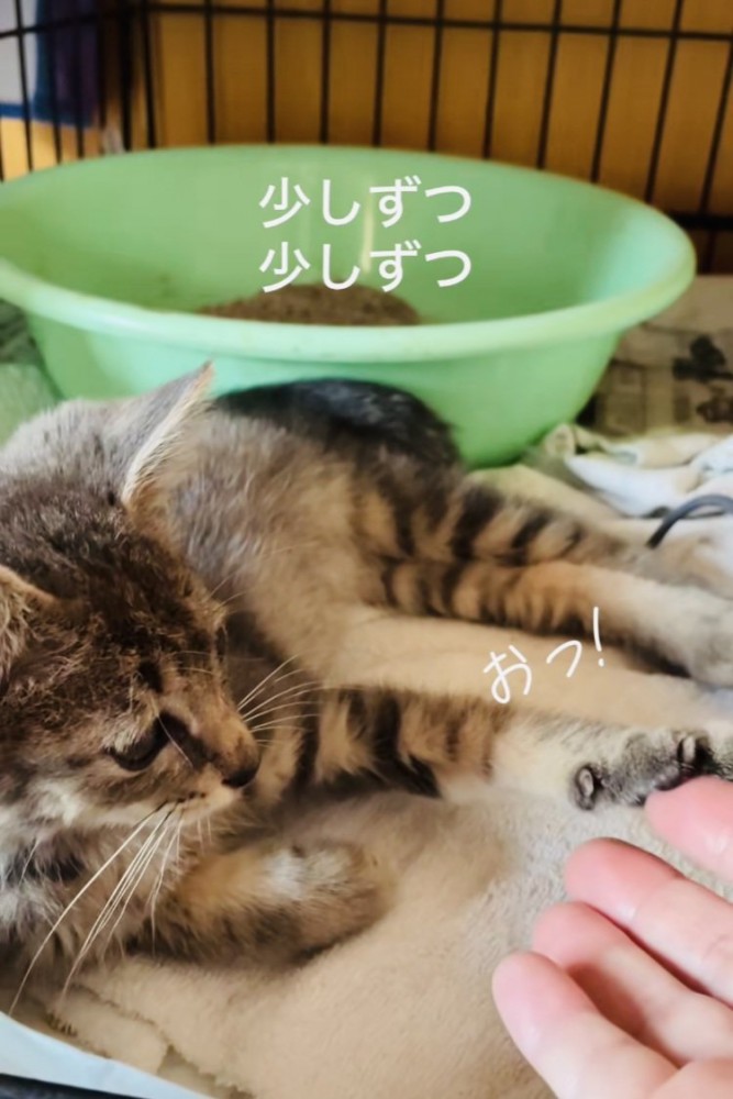 ケージの中でママの指に触れる子猫
