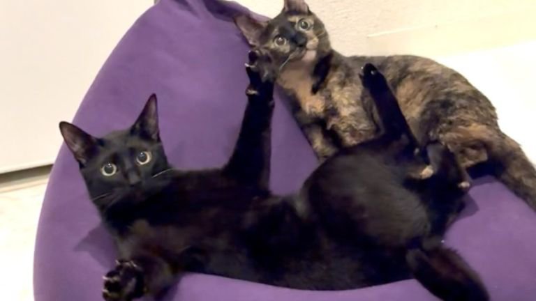 遊んでいる猫たち