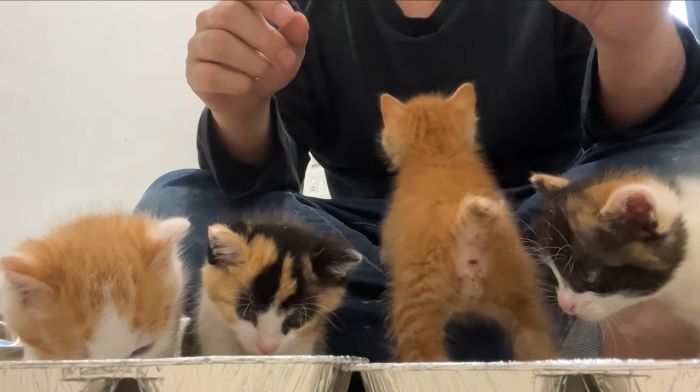 ごはんタイム