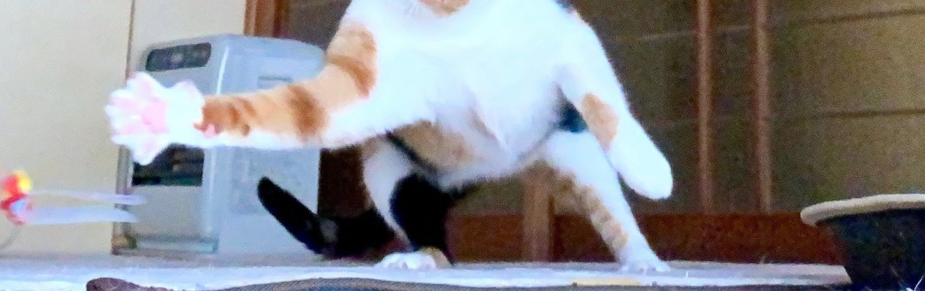 立っている三毛猫の足