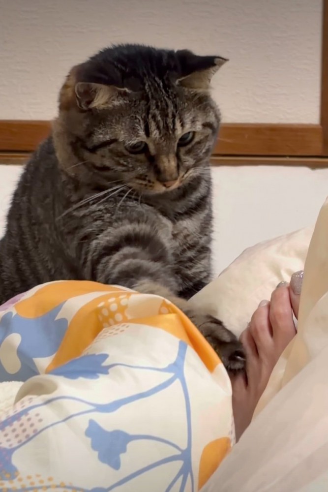 足に触れる猫