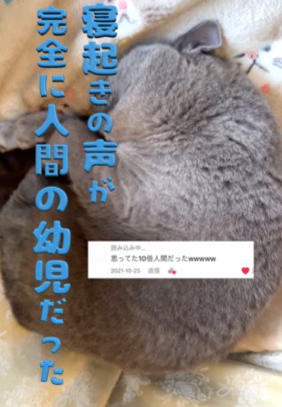丸まって眠る猫